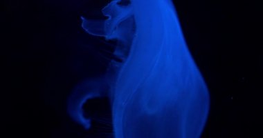 Akvaryumun İçindeki Denizanasının Yan Çekimi