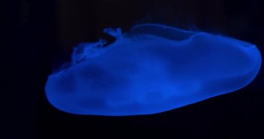 Kara Arkaplan Akvaryumunda Baş Aşağı Denizanası