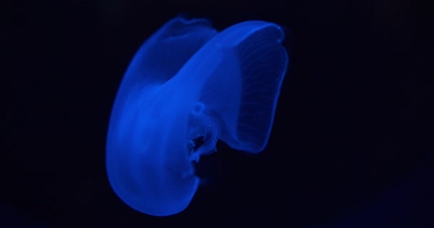 Jellyfish in an Oceanarium — Stock Video