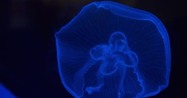 Bottom Part of Jellyfish Moving Around in Aquarium — Stock Video