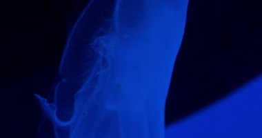 Akvaryumdaki Güzel Aydınlanan Mavi Denizanası