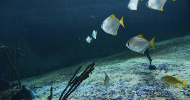 Aquatic Setup με Stingrays και Κίτρινα-Ουρά Ψάρια σε ενυδρείο — Αρχείο Βίντεο