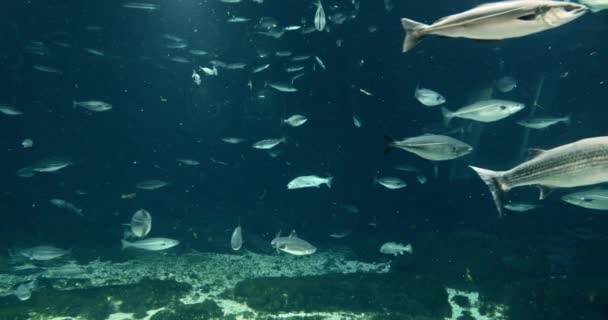 Vakre fisker av ulik størrelse som svømmer i et akvarium. – stockvideo