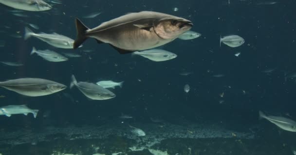 Rensa akvarium vatten och skola av fiskar simma tillbaka och forth — Stockvideo