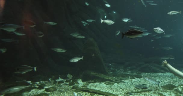 Внутри крытого аквариума с рыбами и другими обитателями океанского дна — стоковое видео