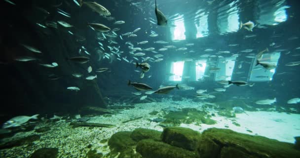 Los peces nadan pacíficamente y la luz brillante que viene de las ventanas del tanque — Vídeo de stock