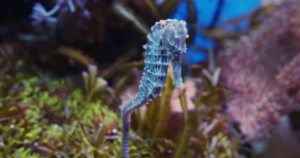 Majestueus en dichterbij Kijk naar een zeepaardje met zeeanemonies op de achtergrond — Stockvideo