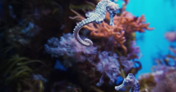 Zbliżenie Shot of Sea Horses i piękne rafy koralowe rozproszone w tle — Wideo stockowe