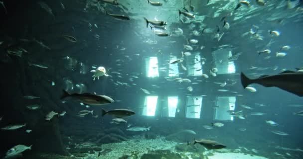 Schöne Fische im Wasser des Ozeanariums und helles Licht aus den Fenstern des Tanks — Stockvideo