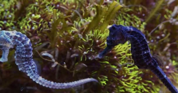 Närbild Skott av vita och mörka blå havet hästar simning — Stockvideo