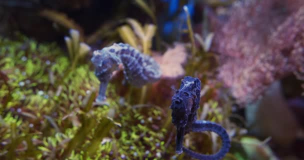 Hippocampe nageant de haut en bas avec des roches colorées en arrière-plan — Video