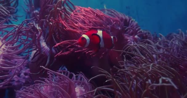 Pesce pagliaccio e anemone marino sotto il mare — Video Stock