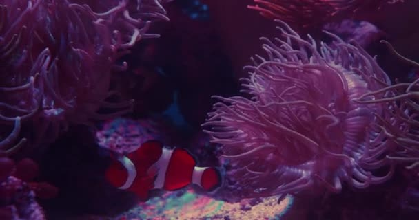 Pesce pagliaccio e anemone rosa sullo sfondo — Video Stock