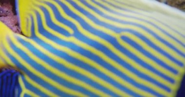 Deniz Kayalarıyla çevrili Turuncu Palyaço Balıkları Sualtında Yüzüyor