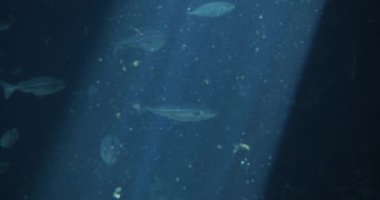 Su Balıkları, Akvaryum yüzeyinden spot ışığı ve etrafta yüzen yosunlar.