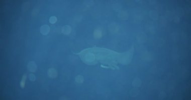 Stingray Siluet Mavi Akvaryum Suyunda Yüzüyor
