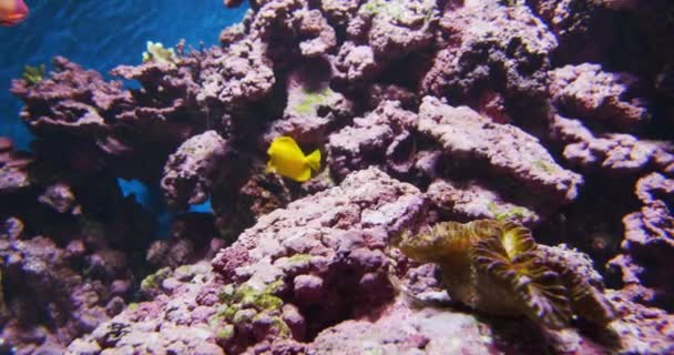 Жовті риби і великі скелі під водою в океанаріумі — стокове відео