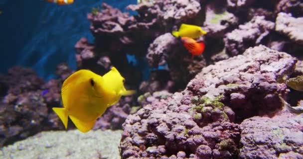Oceano Pesci pacificamente nuotare in acquario e grandi rocce sullo sfondo — Video Stock