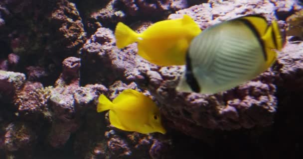 Geelgekleurde vissen zwemmen in Oceanarium met grote rotsen op de achtergrond — Stockvideo