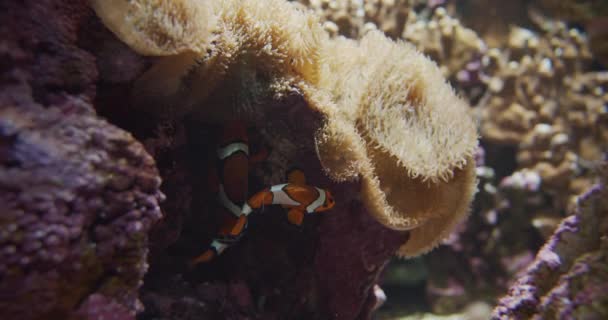 Clown Ψάρια Υποβρύχια και Θαλάσσια ανεμώνη γύρω τους — Αρχείο Βίντεο