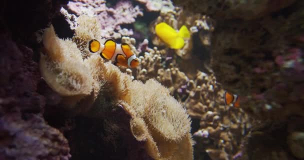 Aguas claras y peces payaso nadando alrededor de las rocas — Vídeos de Stock