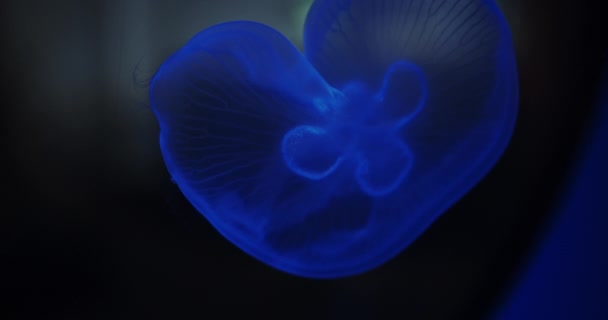 Κοντινό πλάνο από μπλε μέδουσες σε ένα Ωκεανάριο — Αρχείο Βίντεο