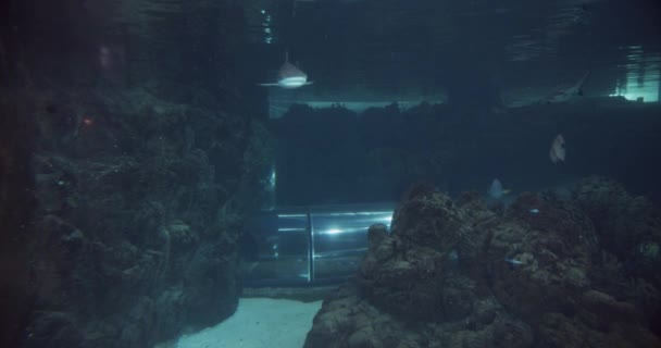 Widok zza Oceanarium wypełnionego rybami i rekinami — Wideo stockowe