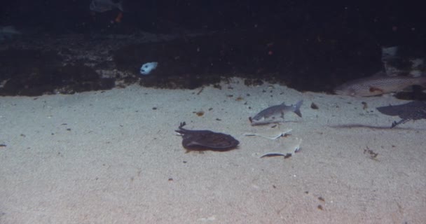 Stingray y otros peces marinos nadando cerca del fondo del océano — Vídeos de Stock