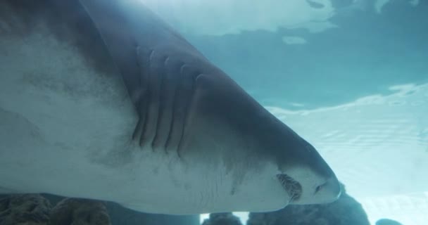 Close-up Shot van Scary Shot van haai en zijn kaken in Oceanarium — Stockvideo