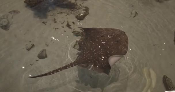 View from Above of Stingray in Oceanarium with Rocks and Sand Beneath Water — Stock Video