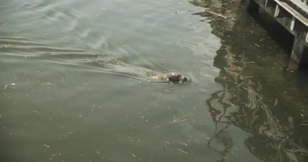 Gericht Video van Zeehonden Zwemmen in kunstmatige meer in Oceanarium — Stockvideo