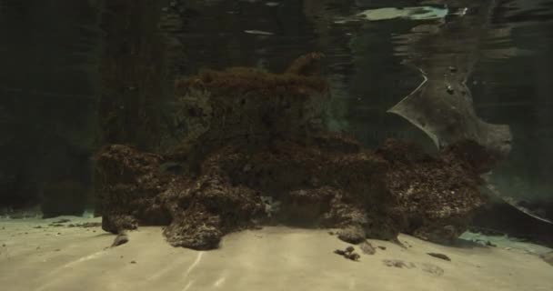Stingray por la superficie del acuario, arena blanca y rocas del océano en el fondo — Vídeos de Stock