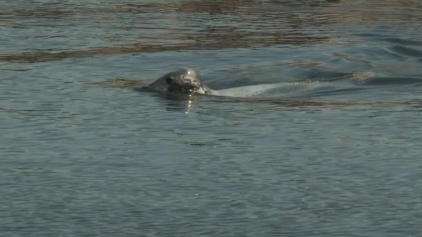 Seal nadando pacíficamente en el agua con la cabeza suavemente sobre la superficie — Vídeos de Stock