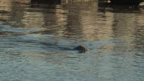 Phoques nageant dans un lac ouvert avec la tête doucement au-dessus de l'eau — Video