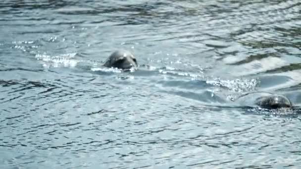 Две привлекательные печати с головами на поверхности воды — стоковое видео