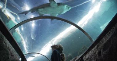 Tünel Akvaryumunda Başının üstünde Bebek Köpekbalığı Yüzen Küçük Kız