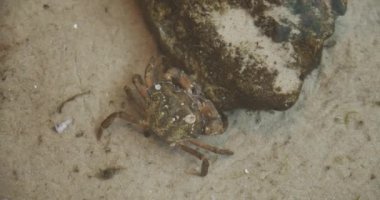 Çocuk Suya Parmağını Soktuktan Sonra Hareket Ederken Sığ Su Derinlerindeki Yengeç