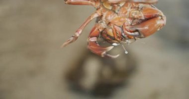 Yengeç Vuruşu Pençelerini ve Bacaklarını Arka planda Odaklanmamış Suyla Taşır