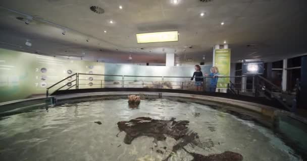 Kinder, die am Geländer stehen und auf schöne Rochen beim Schwimmen herabblicken — Stockvideo