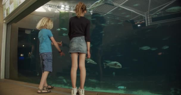 Niño y niña a pocas pulgadas de distancia del grueso acuario de vidrio disfrutando — Vídeo de stock