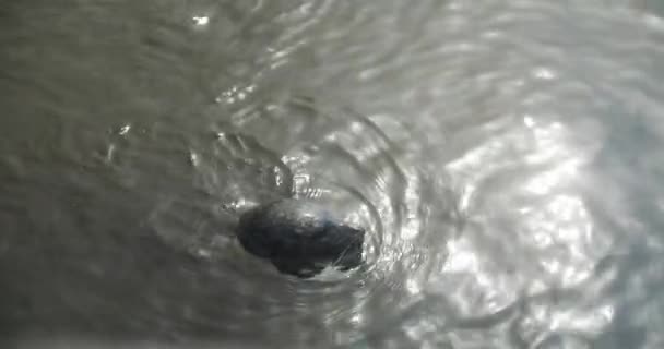 Söt tätning med huvud Något på vattenytan sedan sjunker — Stockvideo