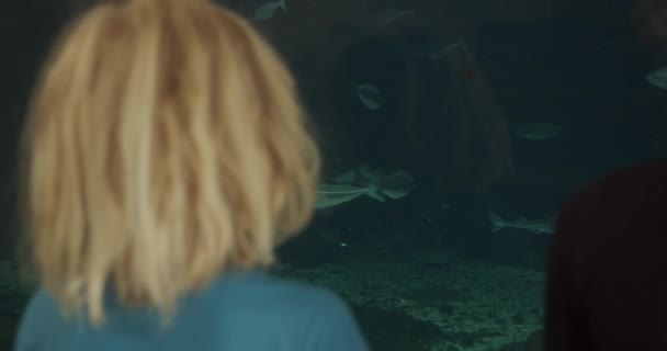 Garçon regardant les poissons à travers l'aquarium avec sa réflexion sur le verre — Video