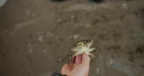 Garçon doucement remettre le crabe Il tient C à l'eau — Video