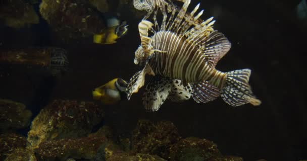 Primer plano de hermoso pez león nadando en un acuario — Vídeos de Stock
