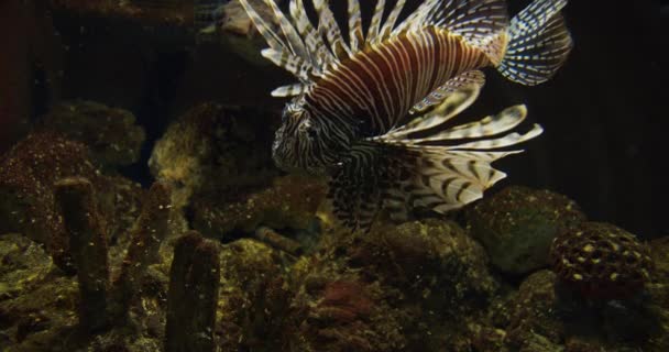 Pez león nadando en acuario oscuro con arrecife de coral en el fondo — Vídeos de Stock