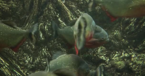 Échelles de poisson mousseux nageant en arrière et en avant dans un aquarium lumineux — Video