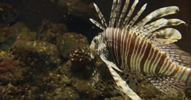 Dark Aquarium with Lionfish Staying Still in One Place — Stock Video