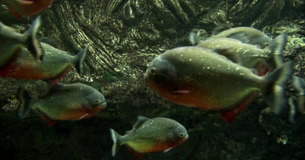 Bellissimi pesci con squame glitterate Nuotare in acquario — Video Stock