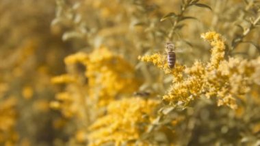 Arılar uçuyor ve kalkıyor