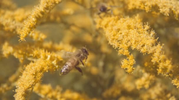 Bienenflug und Schwebfliegen — Stockvideo